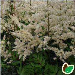 Astilbe Diamant Astilbe arendsii Diamant Staude