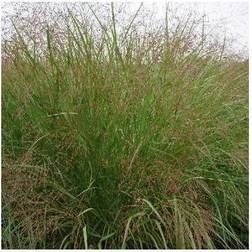 PANICUM virgatum 'Squaw' Staudehirse