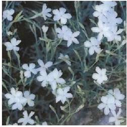 Bakkenellike Albus Dianthus deltoides Albus Underskål