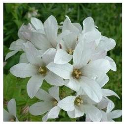 Mælkeklokke White Pouffe Campanula lactiflora Pouffe Plantekasse