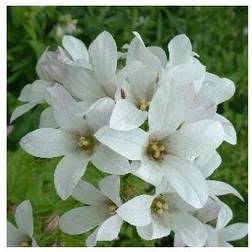 Mælkeklokke White Pouffe Campanula lactiflora Pouffe