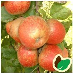 Æbletræ Rød Belle Boskoop 4-8 grene Staude