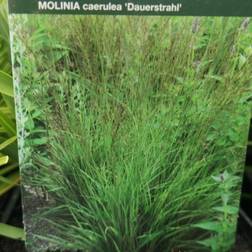 Blåtop Dauerstrahl Molinia caerulea Staude