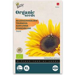 Økologsik Solsikke frø, Giant Blomsterfrø
