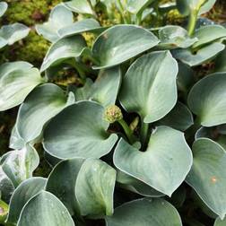 HOSTA hybrid 'Blue Mouse Ears'