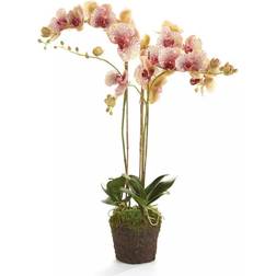 Porch & Petal Floral BURGUNDY 32'' Burgundy Phalaenopsis