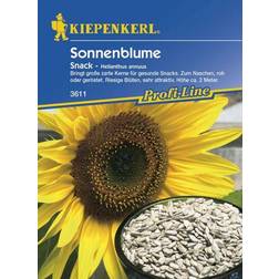 Kiepenkerl Sonnenblume Snack Helianthus