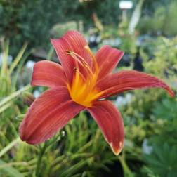 HEMEROCALLIS h. 'Sammy Russell' Daglilje