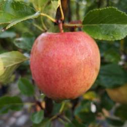 Æbletræ Ahrista 4-8 grene Malus Plantekasse