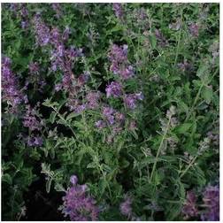 NEPETA faassenii 'Mussinii' Ægte Blåkant/Katteurt Blomsterfrø