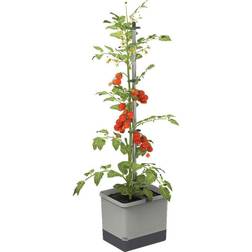 Gardenlife Tom Tomato På Lager Plantekasse