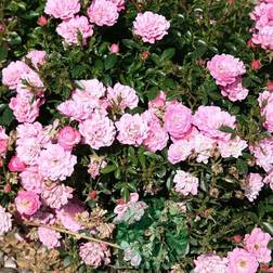 Ros OMNIA GARDEN Rosa Easy Cover 'Pouleas' (Miniatyrros-Gruppen) 5-pack