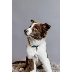 Kentucky Dogwear Hundehalsband Velvet Emerald Green XL