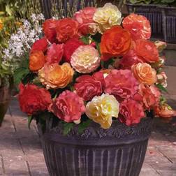 Very Fragrant Begonia 'Heaven Scent' X Corms