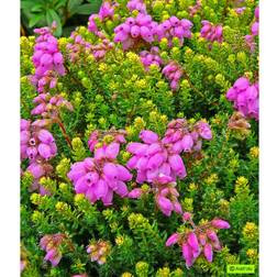 Erica stuartii 'Irish Orange' Klokkelyng Hækplante