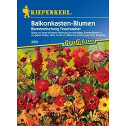 Kiepenkerl Balkonkasten-Blumen Mix Feuerzauber Inhalt: ca.