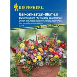 Kiepenkerl Balkonkasten-Blumen Mix Inhalt: ca. 4