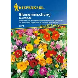 Kiepenkerl Last Minute Blumenmischung Inhalt: 4