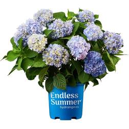 Endless Summer 1 Gal. Original Hydrangea Plant