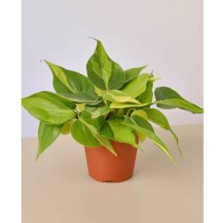 Plant Shop Philodendron 'Brasil' 4" Pot Live Care Natural Plant Great Gifts Free Care Guide