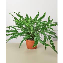 Plant Shop HOUSE PLANT SHOP Fern 'Kangaroo