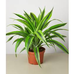 Plant Shop Dracaena 'Lemon Surprise' Great