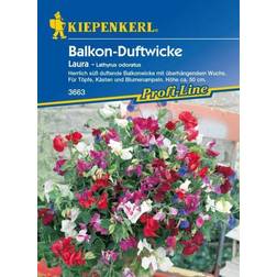 Kiepenkerl Balkon-Duftwicke Laura Lathyrus odoratus, Inhalt: