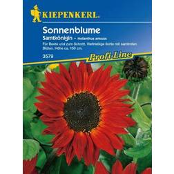 Kiepenkerl Sonnenblume Samtkönigin Helianthus annuus, ca.