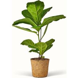 Ficus Lyrata - Violinfigen Ø17cm Potteplante