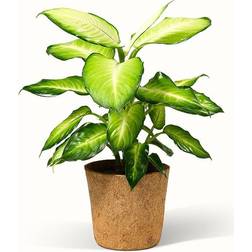 Dieffenbachia Summer Style - Green Magic Ø17cm