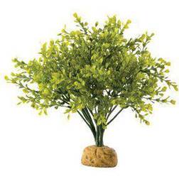 Exo Terra Buxbom Regnskov Plante 18X18X26Cm