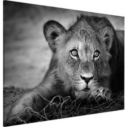 Magnettafel Lurking Lionbaby