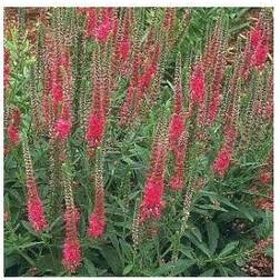 VERONICA spicata 'Rotfuchs' Aksærenpris