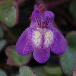 CYMBALARIA muralis 'Globosa Rosea' Torskemund