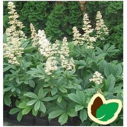 Kastanjebladet Bronceblad Rodgersia aesculifolia Hækplante