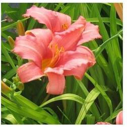 HEMEROCALLIS h. 'Pink Damask' Daglilje