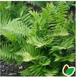 Fjerbregne Athyrium filix-femina