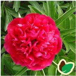 PAEONIA officinalis 'Rubra Plena' Bonderose