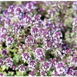THYMUS citriodorus 'Silver Quen' Citrontimian Hækplante
