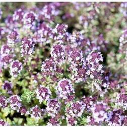 THYMUS citriodorus 'Silver Quen' Citrontimian