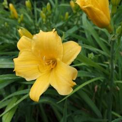 HEMEROCALLIS h. 'Stella d'Oro' Daglilje