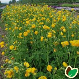 Ranunkel Multiplex Ranunculus acris Multiplex