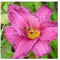 HEMEROCALLIS h. 'Summer Wine' Daglilje Sommerblomst