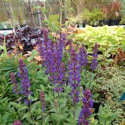 SALVIA nem. 'Caradonna Compact' Staude-Salvie