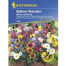 Kiepenkerl Blumenmischung Balkon-Stauden Baristo