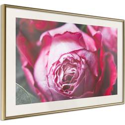 Artgeist Poster - Blooming Rose 30x20 Guldram Tavla