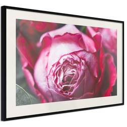 Artgeist Poster - Blooming Rose 30x20 Tavla