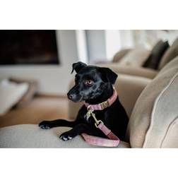 Kentucky Collare per Cani Wool - Gris