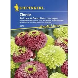 Kiepenkerl Zinnie Red Lime Lime Zinnia Inhalt: ca.