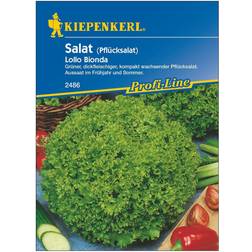 Kiepenkerl Pflücksalat Lollo ca. 70